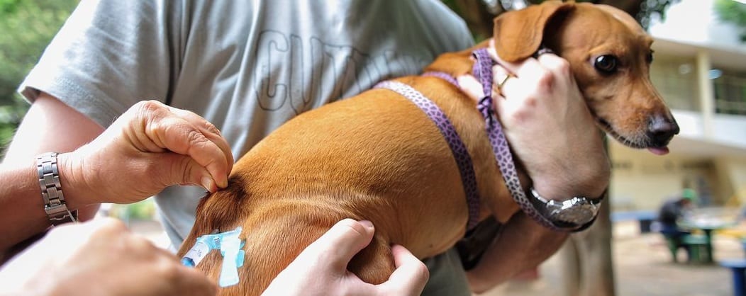 Vacinação de cães e gatos contra raiva é realizada em Simões Filho