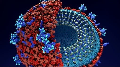 França: 1º caso da nova variante do coronavírus é detectado