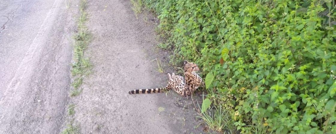 Jaguatirica é encontrada ferida em rodovia no sul da Bahia