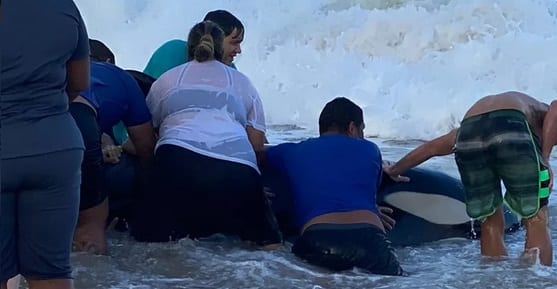 Orca encontrada em praia de Camaçari é sacrificada: ‘Difícil decisão, pelo bem do animal’, diz entidade