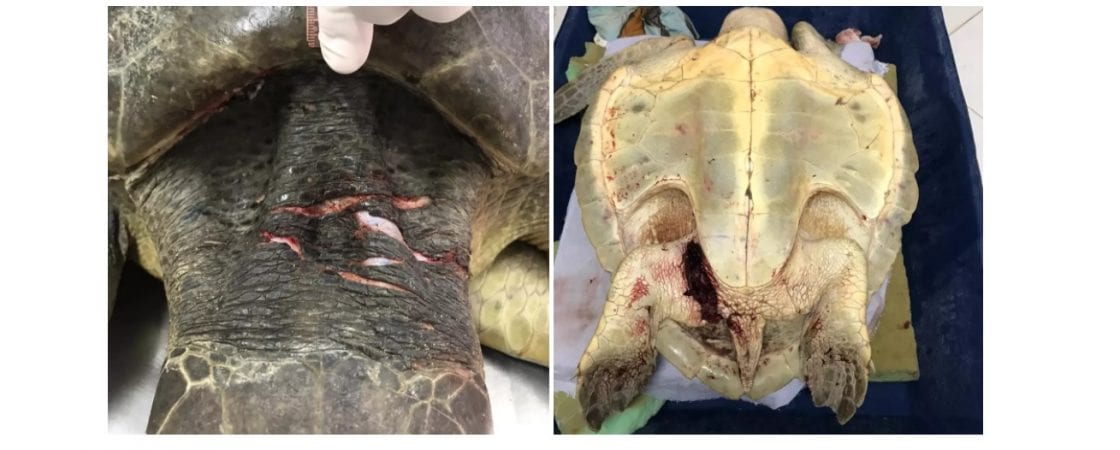Tartaruga morre após ser encontrada ferida em praia de Camaçari