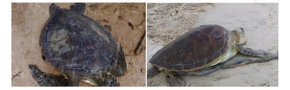 Bahia: em cerca de 24 horas, duas tartarugas são encontradas mortas