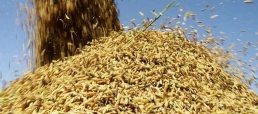 Brasil compra mais de 100 mil toneladas de arroz dos EUA, Índia e Guiana, diz Abiarroz