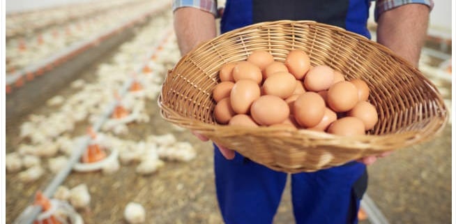 Na Bahia, IBGE aponta recorde na produção de ovos durante segundo trimestre do ano