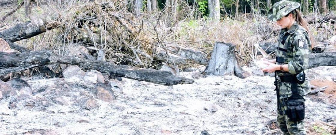 MPs estaduais deflagram operação em 17 estados para coibir desmatamento da Mata Atlântica