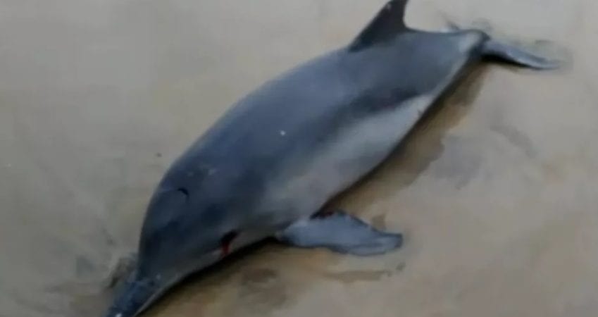 Bahia: boto-cinza é encontrado morto em praia de Ilhéus