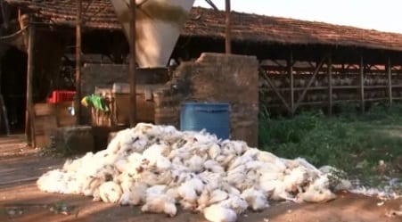 Mais de 1 milhão de galinhas já morreram por causa do calor intenso na cidade que mais produz ovos no país