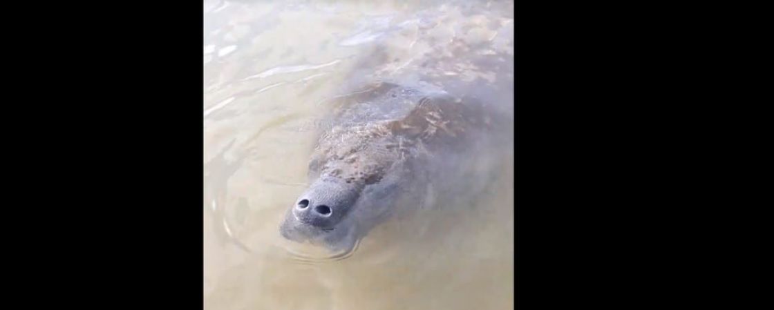 Peixe-boi ameaçado de extinção é encontrado em Praia do Forte