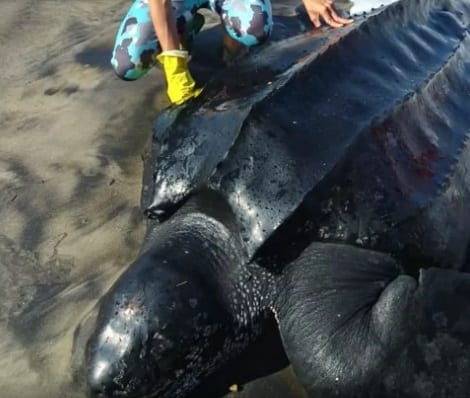 Tartaruga ameaçada de extinção, que encalhou em praias do sul da Bahia, é levada ao Projeto Tamar, na RMS
