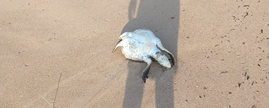 Tartaruga é encontrada morta em praia de Vilas do Atlântico, em Lauro de Freitas