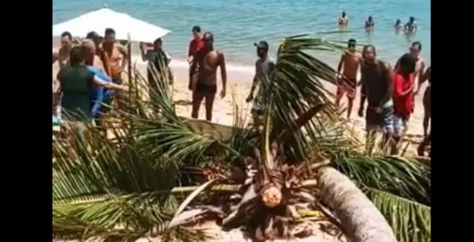 ‘Susto’: coqueiro cai em praia turística do litoral norte da Bahia