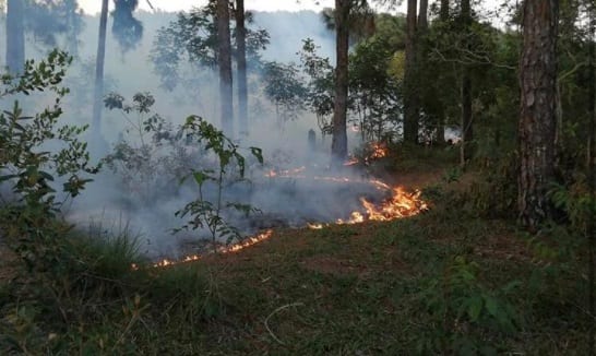 Defesa Civil de Camaçari combate incêndio florestal próximo ao Morro da Manteiga