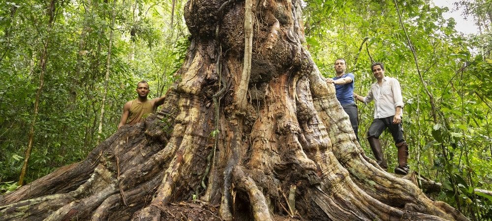 Pau-brasil com mais de 500 anos é descoberto no sul do estado