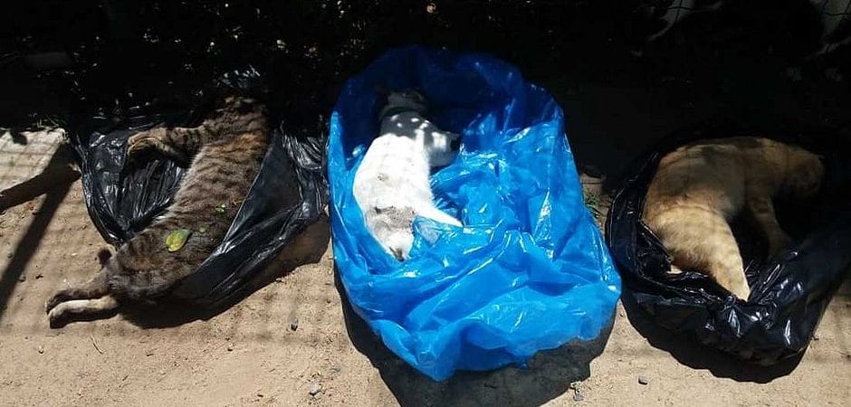 18 gatos são encontrados mortos em condomínio de luxo de Camaçari; polícia investiga