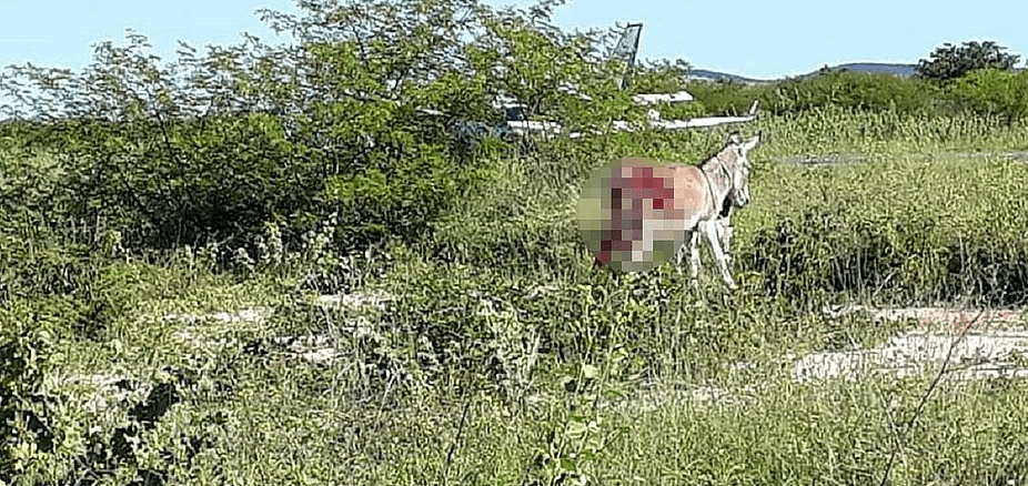 Bahia: Morre jumento atropelado por aeronave com vacinas