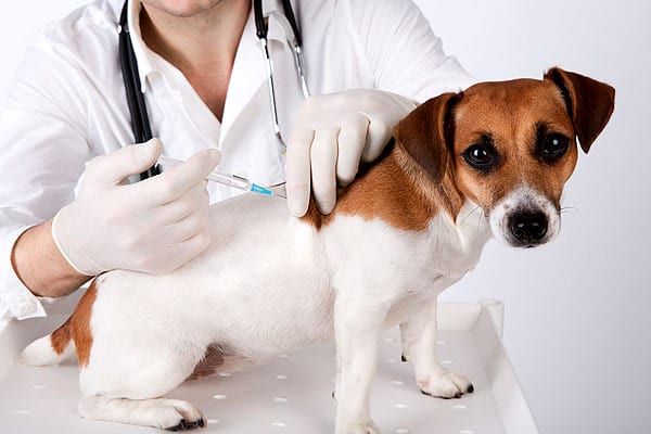 Simões Filho realiza vacinação de cães e gatos; veja cronograma