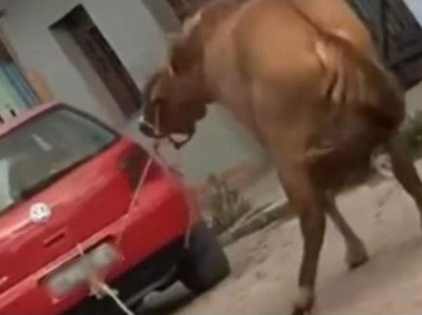 Homem é detido e multado em R$ 20 mil por maus-tratos a cavalos no