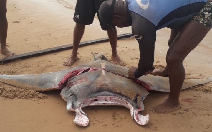 Veja fotos: Pescador captura raia de 112 kg em Jauá; ‘veio na rede’