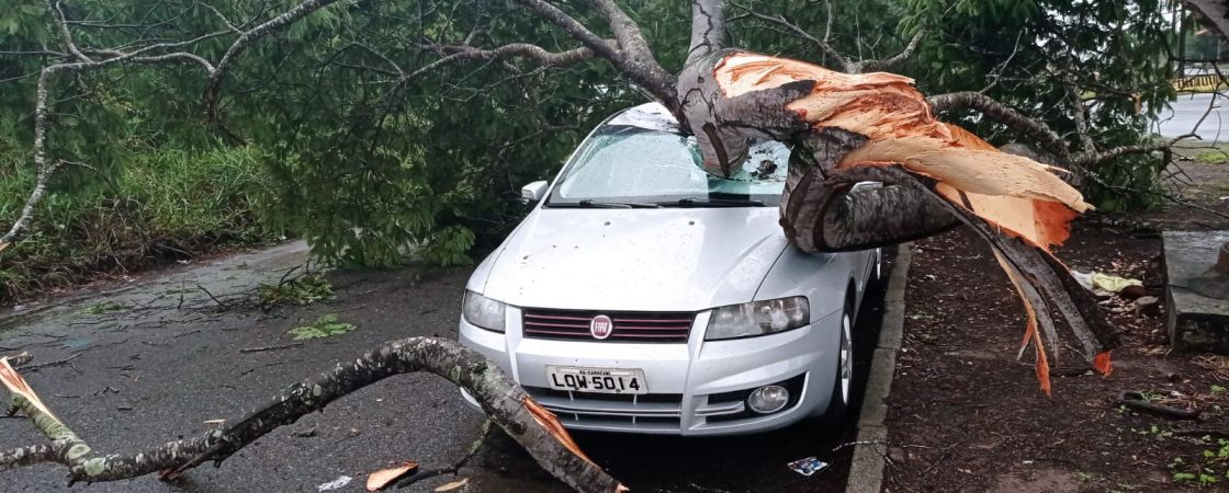 Árvore cai em cima de carros na região do Polo em Camaçari