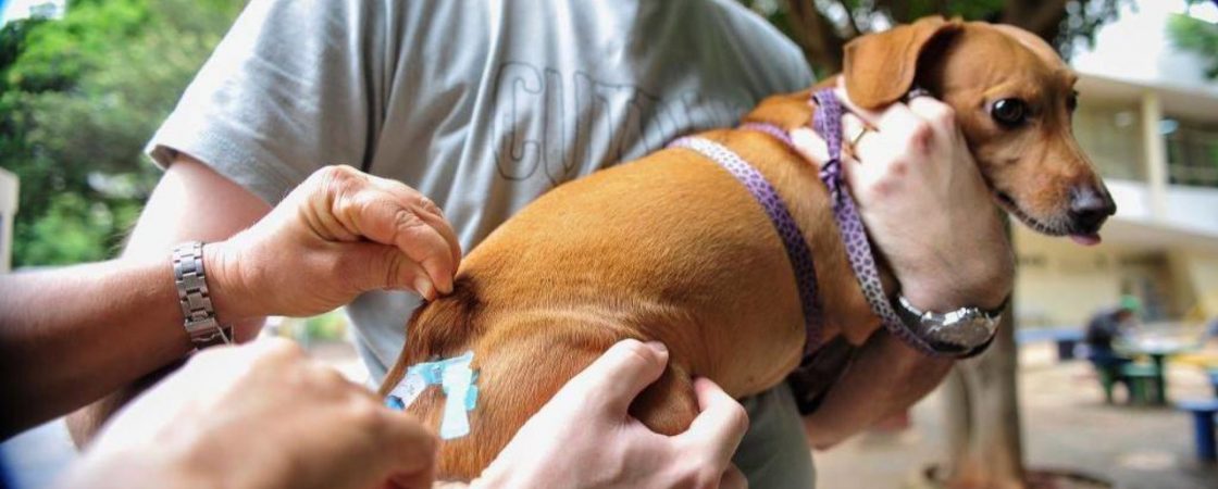 Cães e gatos recebem vacina antirrábica em Simões Filho durante o final de semana
