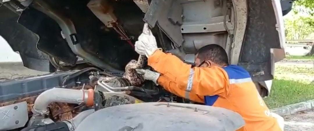 Cobra de 2 metros é capturada dentro de motor de caminhão em Camaçari