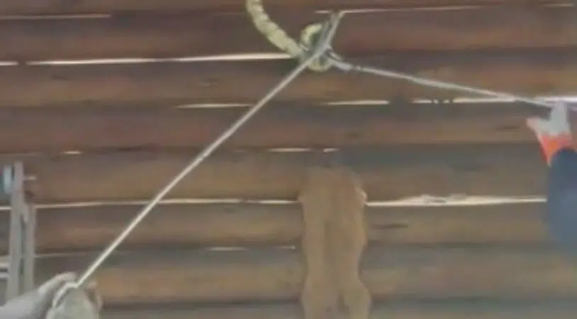 Cobra de 4 metros é capturada em restaurante de Itabuna