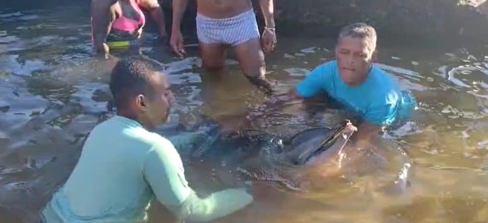 Golfinho é encontrado por banhistas em  praia de Salvador