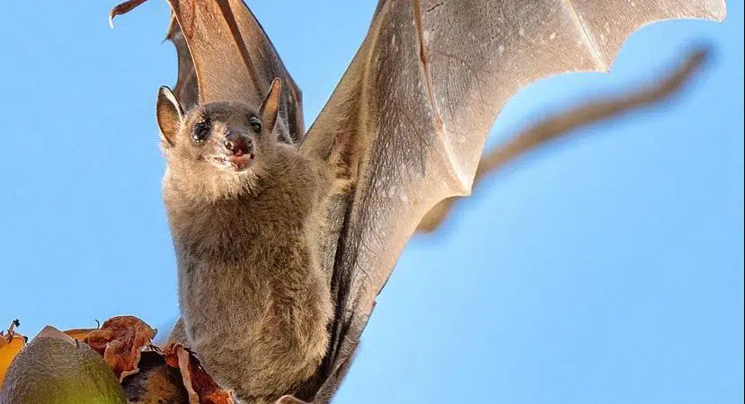 Novo tipo de Ebola é encontrado em morcegos, que pode ser transmitido para humanos