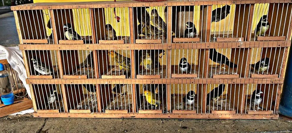 PRF resgata 56 pássaros silvestres em carro de luxo em Santo Antônio de Jesus