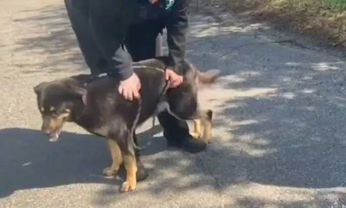 Donos abandonam cachorro por acharem que ‘ele é gay’