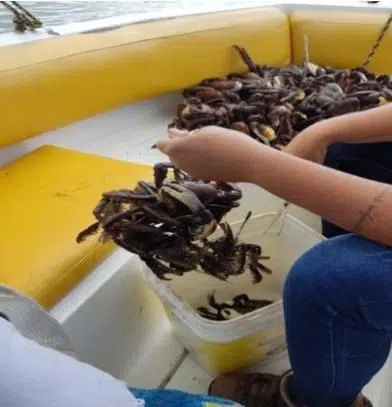 Polícia Militar liberta mais de 6 mil caranguejos de cativeiros ilegais