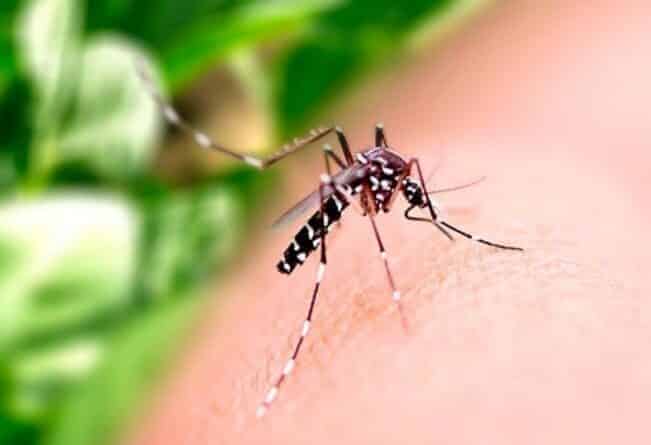 Dengue: casos mais que dobram em 2022