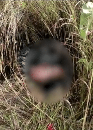 Mulher é encontrada esfaqueada e carbonizada em matagal; há suspeita de estupro