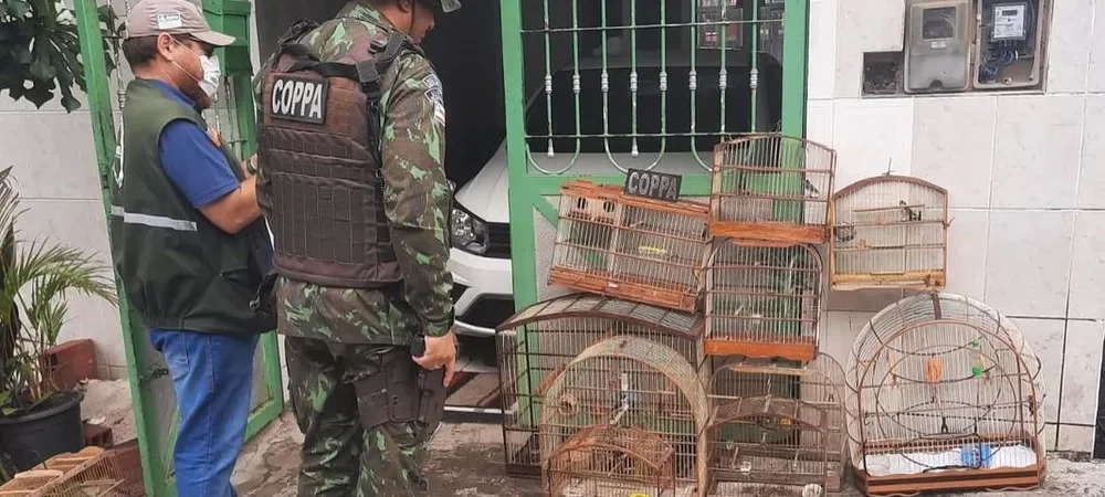 Operação policial resgata animais silvestres em Salvador e região metropolitana