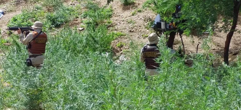 Polícia localiza plantação com 15 mil pés de maconha no interior
