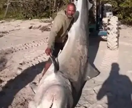 Tubarão com mais de 3,5 metros é achado morto em praia turística na Bahia