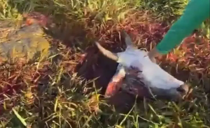 VÍDEO: Suspeitos abatem vacas e furtam carne de fazenda no interior