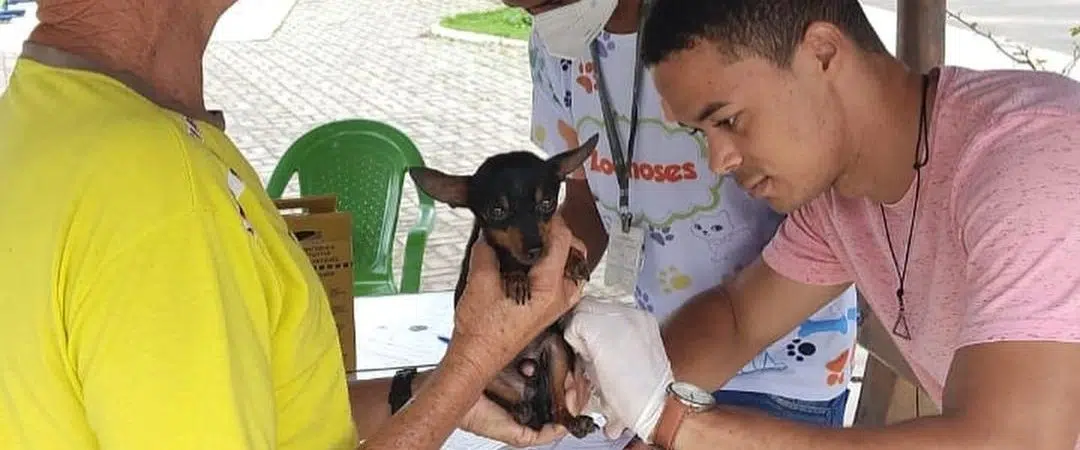 Simões Filho tem vacinação animal terça e quarta-feira; confira bairros