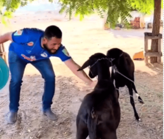 BA: Prefeito coloca animais para brigar, posta vídeo nas redes sociais e é denunciado ao MP
