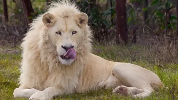 Homem invade zoológico e acaba morto por leões