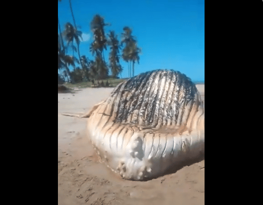 Ilha de Itaparica: Baleia é encontrada morta em praia e banhistas reclamam de mau cheiro