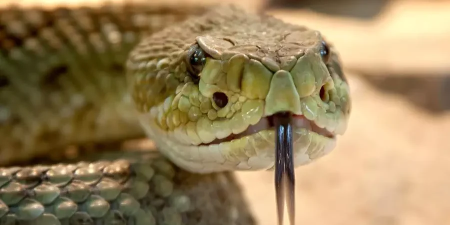 Criança de 2 anos mata cobra com mordida após sofrer ataque