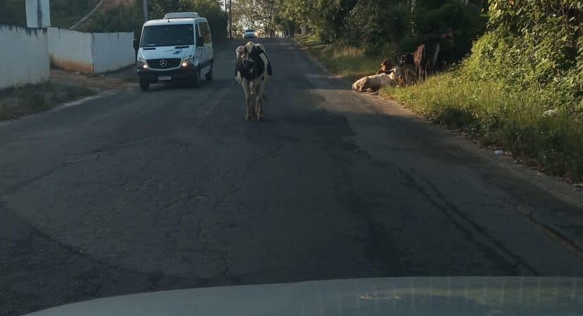 Simões Filho: Motoristas alertam para o risco de acidentes por causa de animais soltos nas estradas