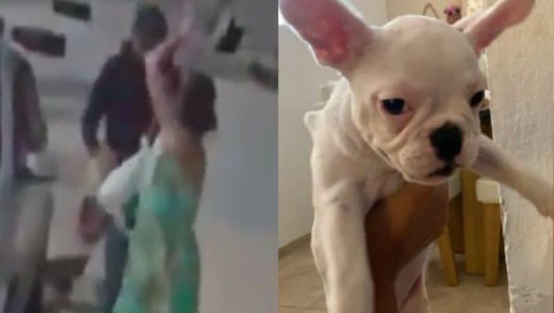 Cadela é roubada dos braços da dona enquanto passeava em Salvador