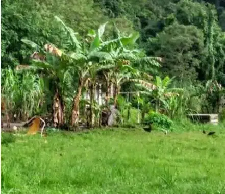 Menina indígena de cinco anos é estuprada em aldeia