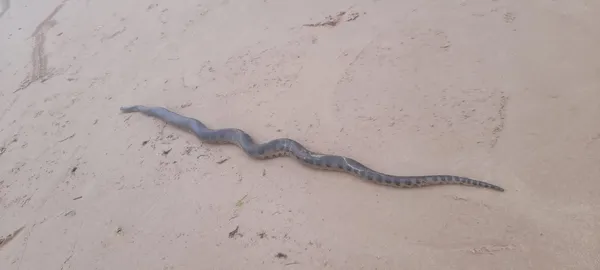 Cobra sucuri é encontrada em praia de Salvador