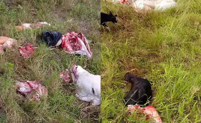 Homens invadem fazenda, matam gado e roubam toda carne dos animais