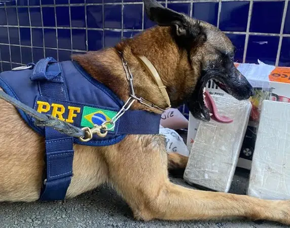 Cão farejador encontra tablets de cocaína dentro de ônibus em rodovia na Bahia
