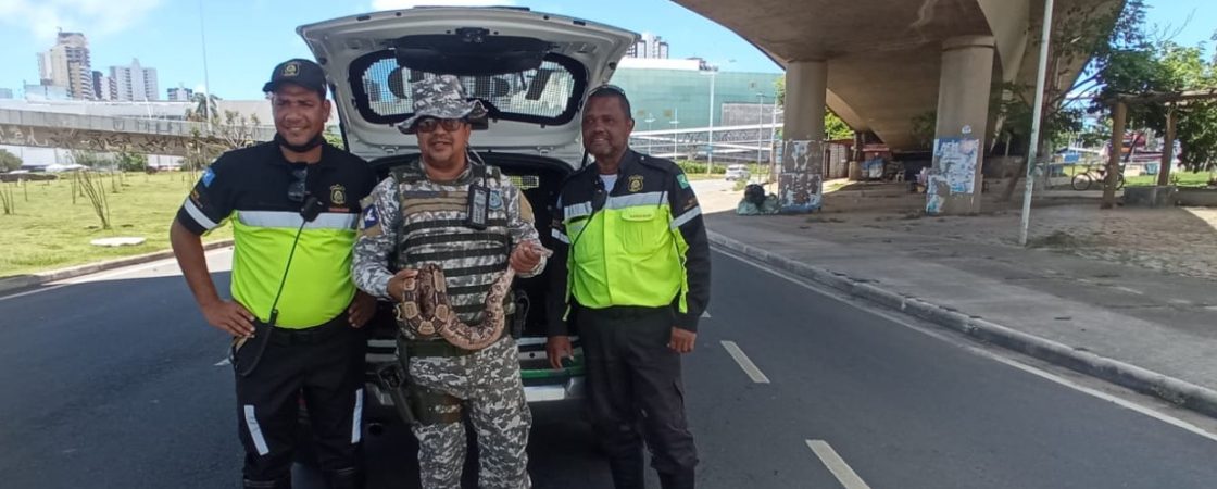 Serpente é encontrada em via pública de Salvador