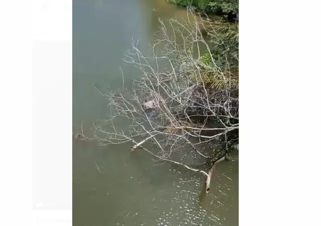 VÍDEO: Corpo é resgatado de rio em Camaçari